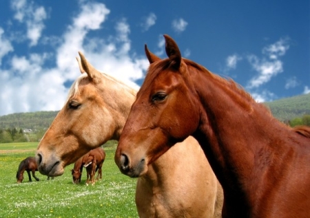 Horses on Dynamic Drive Css Library  Css Image Gallery